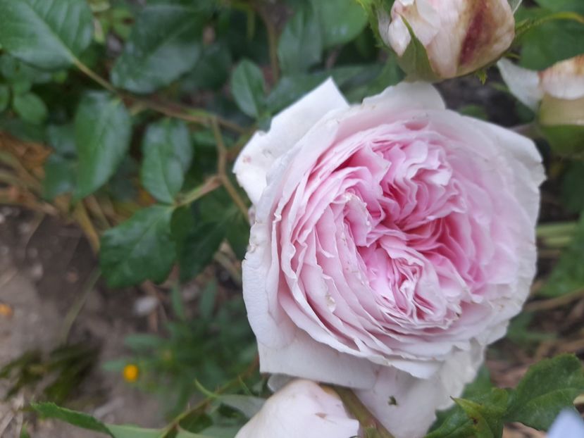  - Trandafiri 2020-2021-2022-2023