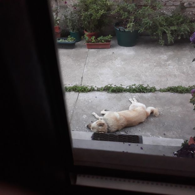 Oboseala de seară... - Codiță-Cody -Coco