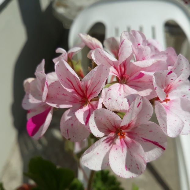 Iunie 2023 - Muscate 2017-2018- 2019-2020-2023-2024 - 2025