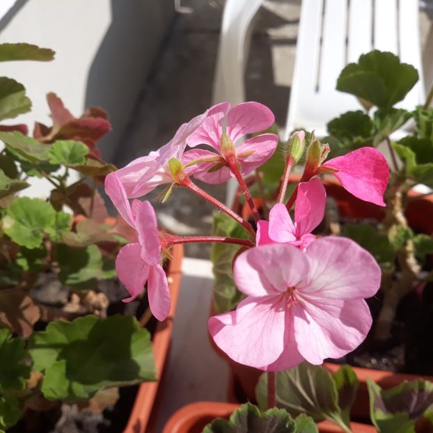  - Muscate 2017-2018- 2019-2020-2023-2024 - 2025