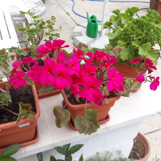  - Muscate 2017-2018- 2019-2020-2023-2024 - 2025