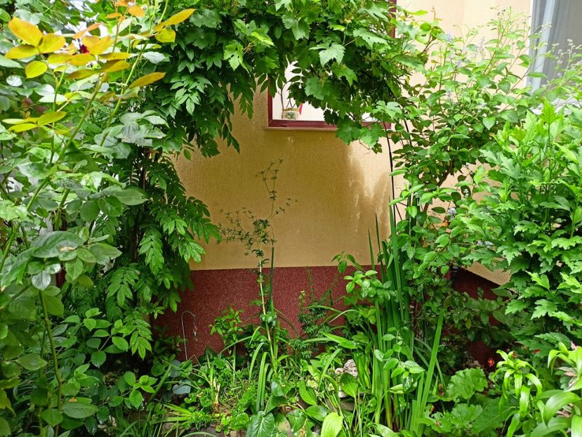 10.06.2023 - Grădina 2023 continuare 3