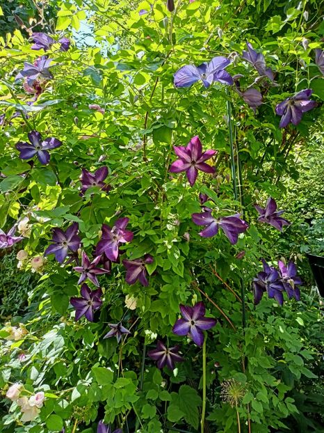 Venosa Violacea - Grădina 2023 continuare 3