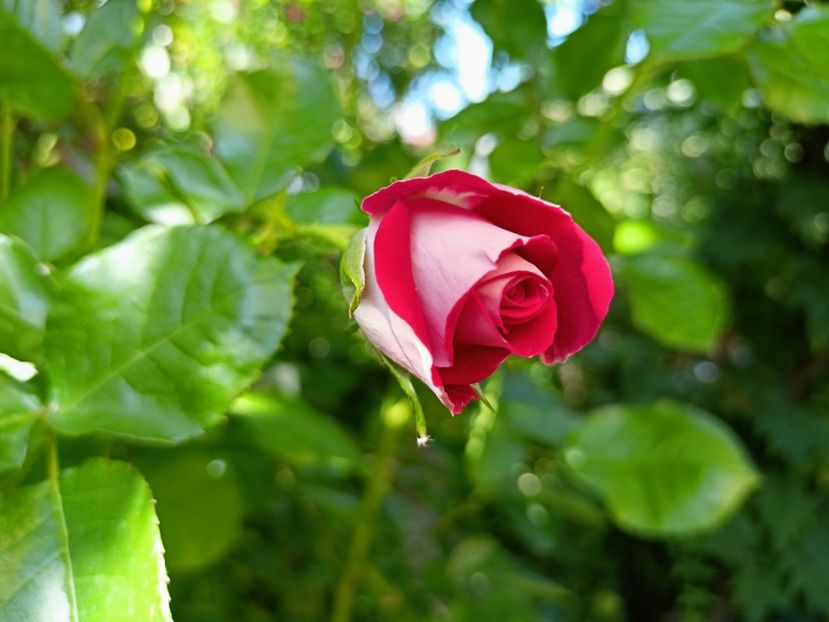 Schone Koblenzerin - Grădina 2023 continuare 3