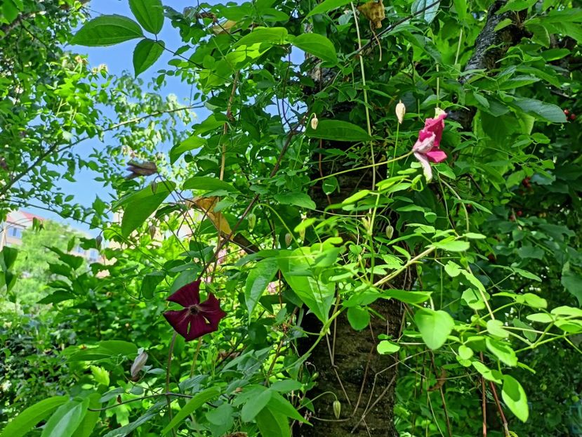  - Grădina 2023 continuare 3