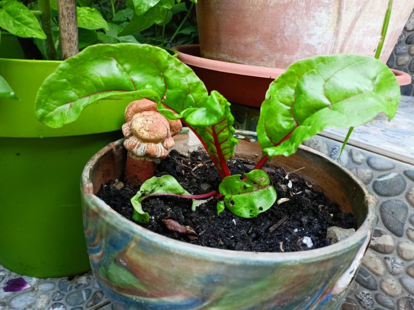 Mangold - Grădina 2023 continuare 3