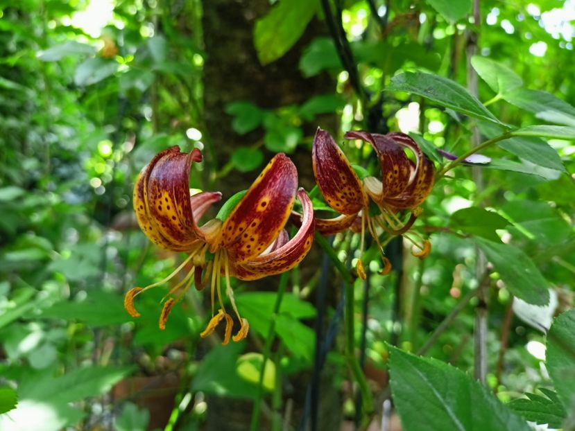  - Grădina 2023 continuare 3