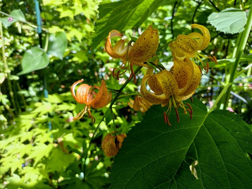  - Grădina 2023 continuare 3