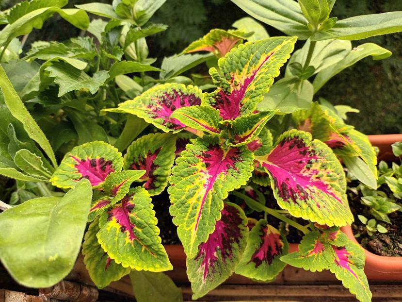 Din piață - Coleus