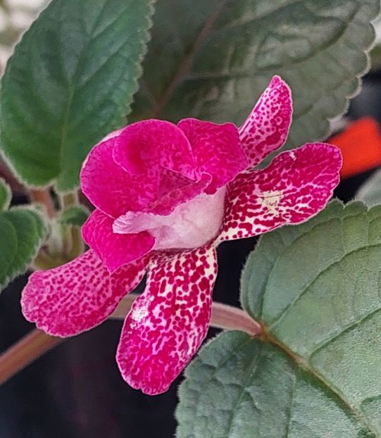 2023 - ISA s GORGEOUS