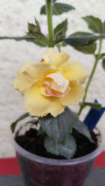  - 2024-BriD s Limonella