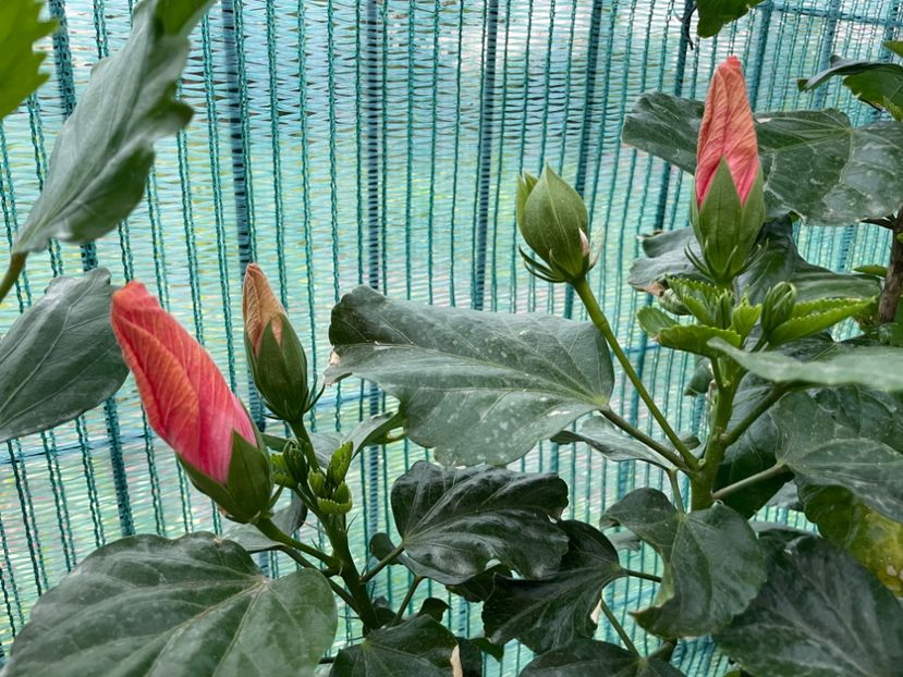 B058E698-E40E-4ABC-A272-D86D8F2BB4A0 - 001 - Hibiscusi