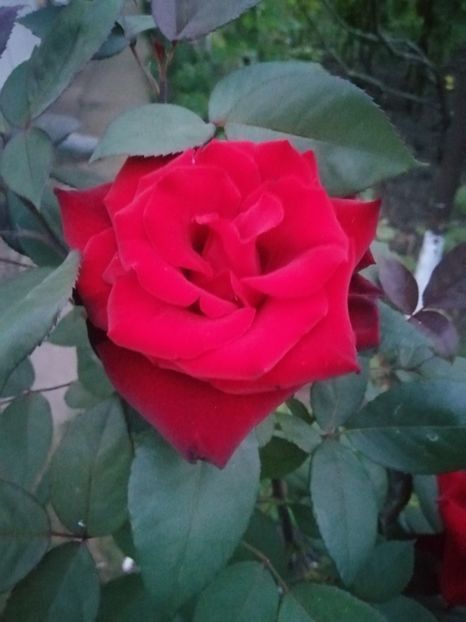  - Trandafiri 2020_2022 2023