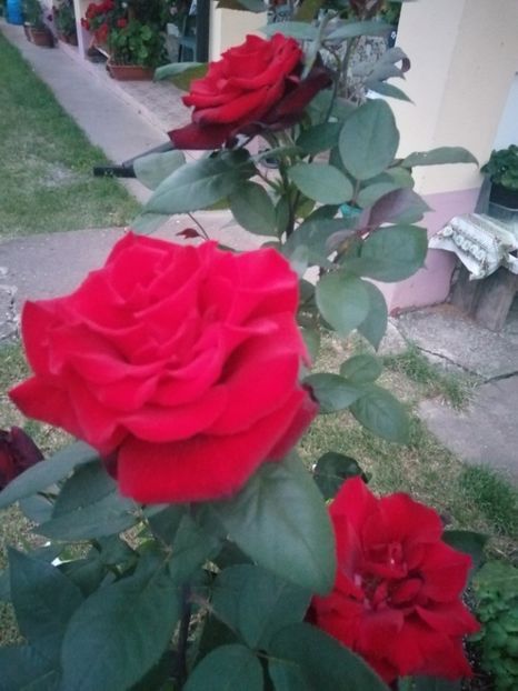  - Trandafiri 2020_2022 2023