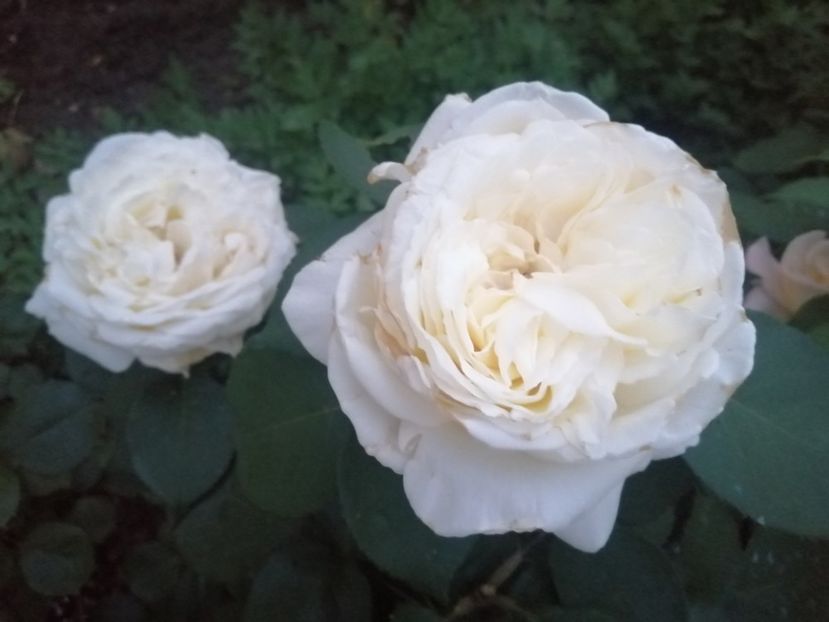  - Trandafiri 2020_2022 2023