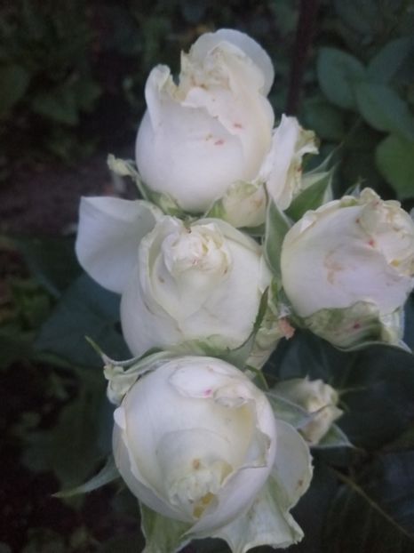  - Trandafiri 2020_2022 2023