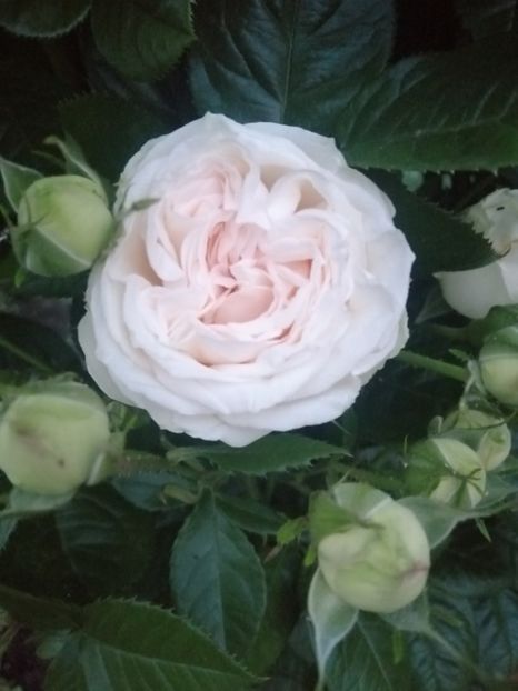  - Trandafiri 2020_2022 2023