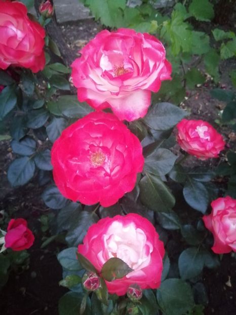  - Trandafiri 2020_2022 2023