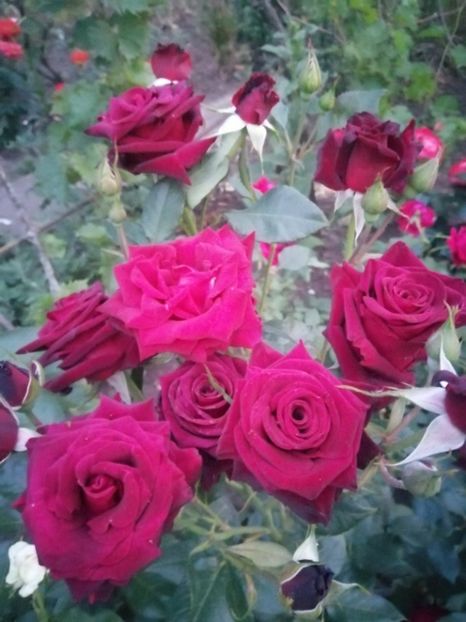  - Trandafiri 2020_2022 2023