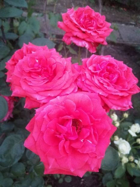  - Trandafiri 2020_2022 2023