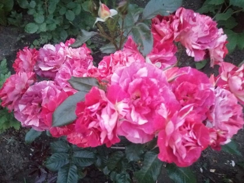  - Trandafiri 2020_2022 2023