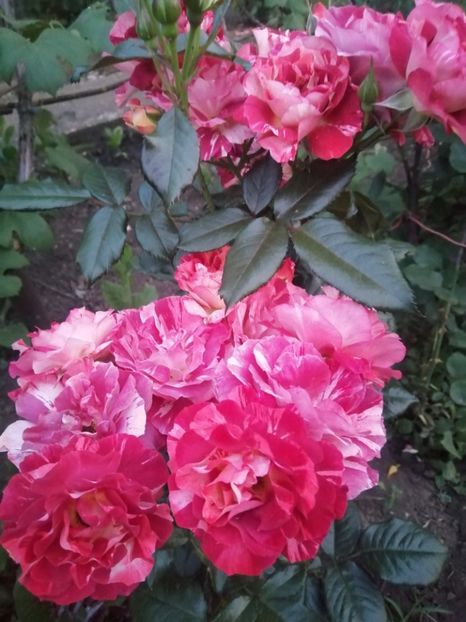  - Trandafiri 2020_2022 2023