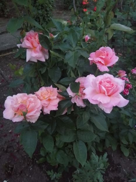  - Trandafiri 2020_2022 2023