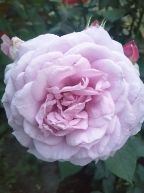  - Trandafiri 2020_2022 2023