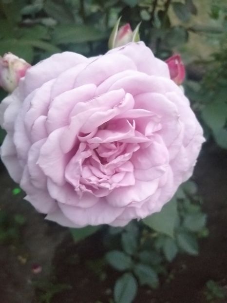  - Trandafiri 2020_2022 2023