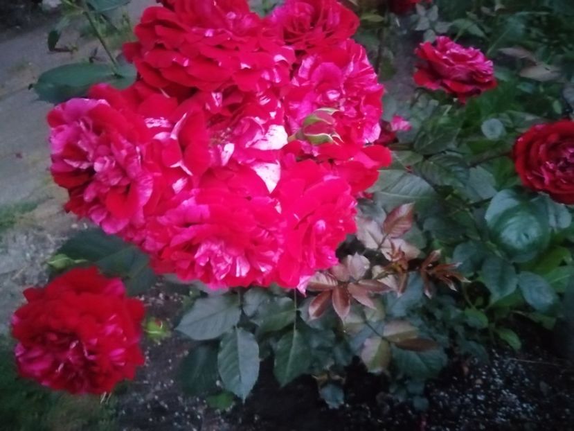  - Trandafiri 2020_2022 2023