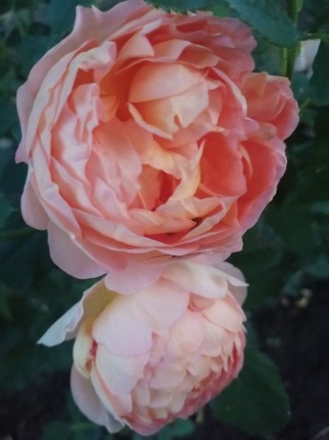  - Trandafiri 2020_2022 2023