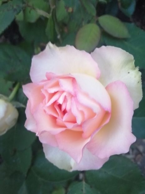  - Trandafiri 2020_2022 2023