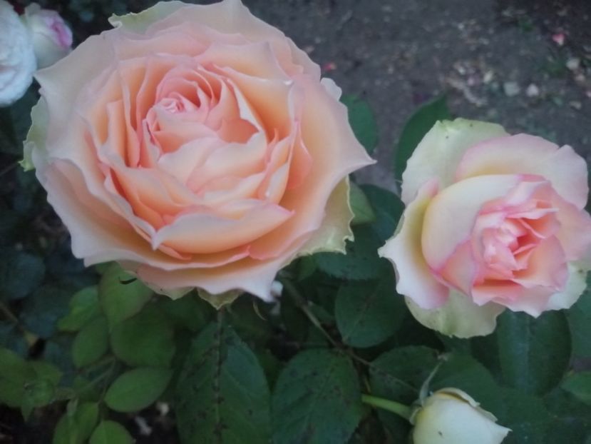  - Trandafiri 2020_2022 2023