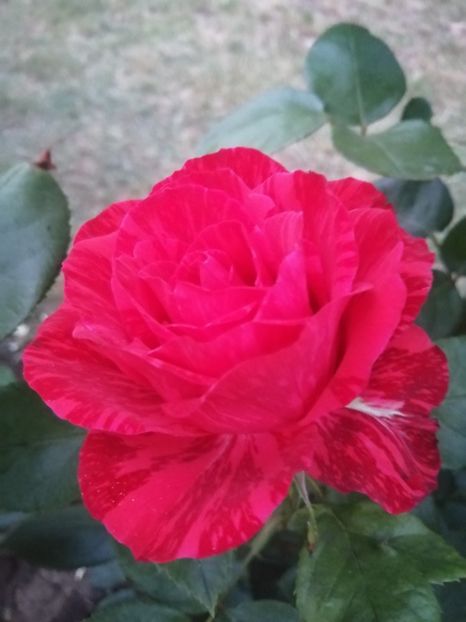  - Trandafiri 2020_2022 2023