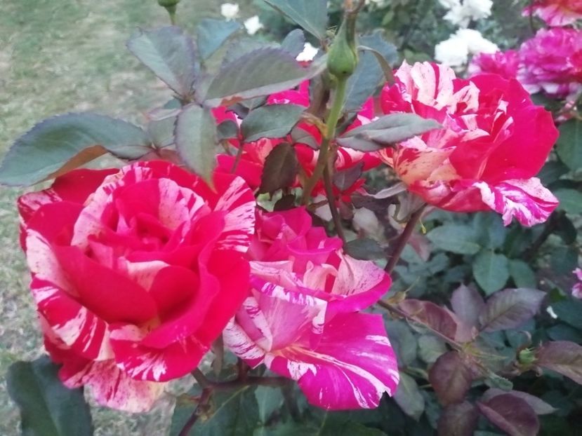  - Trandafiri 2020_2022 2023