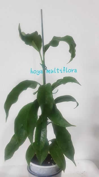  - Multiflora