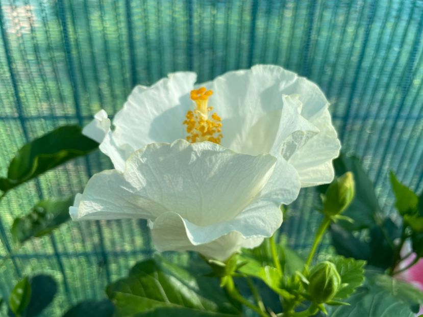 0E182441-06E9-4CC8-B4D3-1560A6AB334E - 001 - Hibiscusi