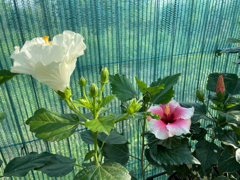 6A8203C7-68EE-4F27-9F6E-D3B90FA3F135 - 001 - Hibiscusi