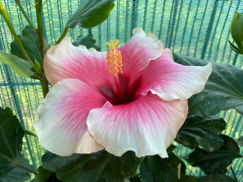 E492FF4F-73C5-4B3C-AEE0-31CF57C00B01 - 001 - Hibiscusi