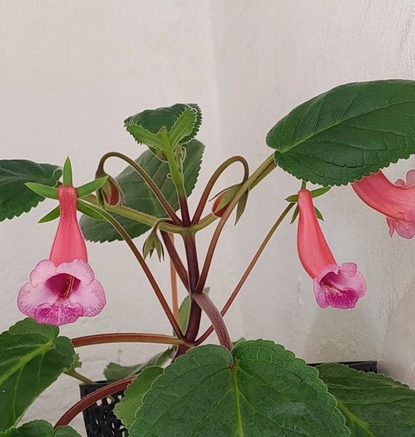  - SRG-s BRITTA DIETZE