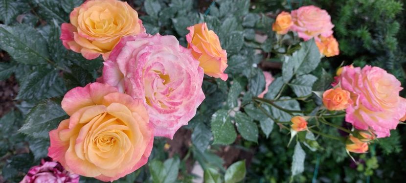 Gartenspass - Trandafiri 2023