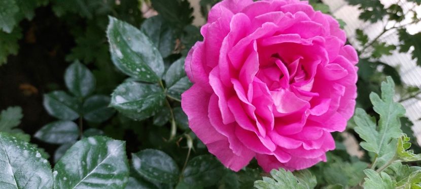 Claire marshall - Trandafiri 2023