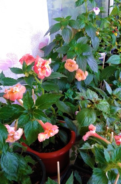 20230611_094425-1 - 0000 ACHIMENES
