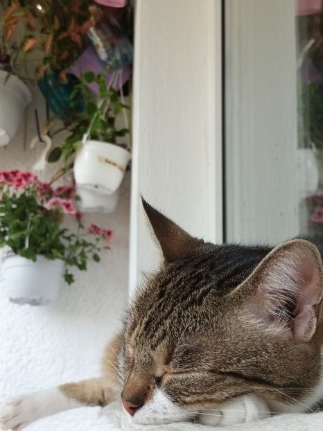  - Linişte şi flori