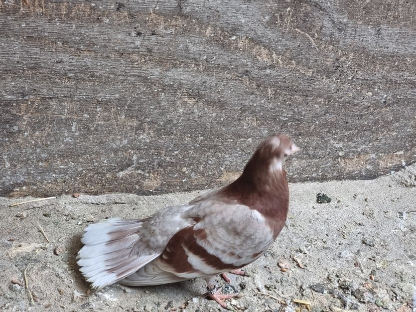 20230608_154258(0) - 9-Dungat Romanesc