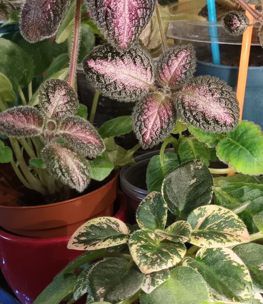 Stelutele mele dragi - Printre Gesneriaceae