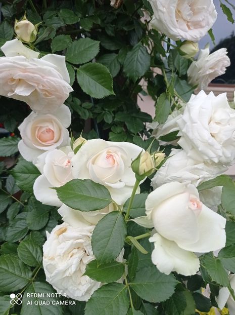 08.06.2023 - In fața terasei