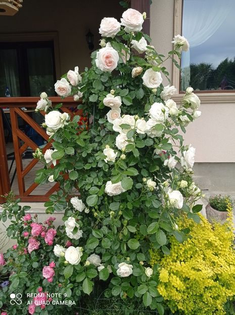 08.06.2023 - In fața terasei