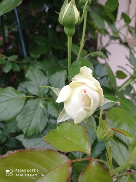 27.05.2023 - In fața terasei