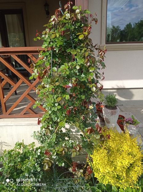 11.05.2023 - In fața terasei